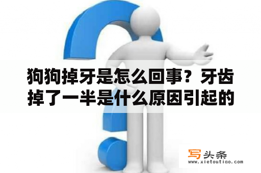 狗狗掉牙是怎么回事？牙齿掉了一半是什么原因引起的？