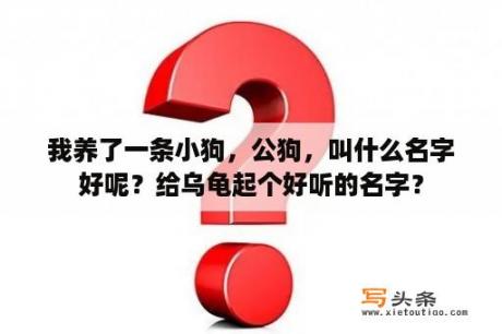 我养了一条小狗，公狗，叫什么名字好呢？给乌龟起个好听的名字？