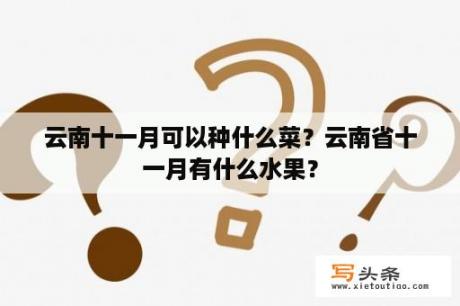 云南十一月可以种什么菜？云南省十一月有什么水果？