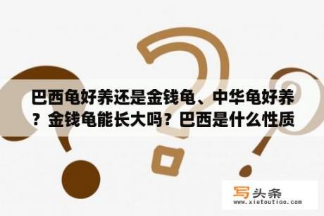 巴西龟好养还是金钱龟、中华龟好养？金钱龟能长大吗？巴西是什么性质的国家？