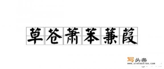 艹字头汉字读音？含有艹字头的字代表什么？