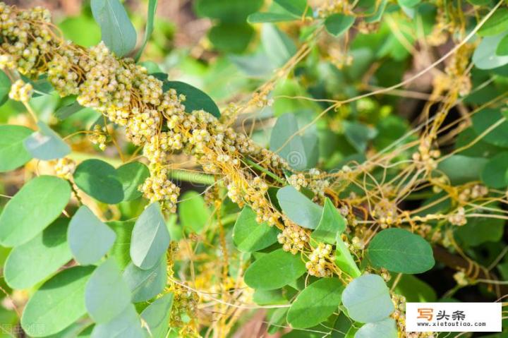 十大寄生植物排行榜？