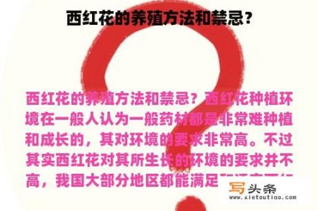 西红花的养殖方法和禁忌？