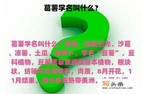 葛薯学名叫什么？