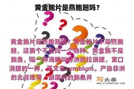黄金鲍片是燕鲍翅吗？