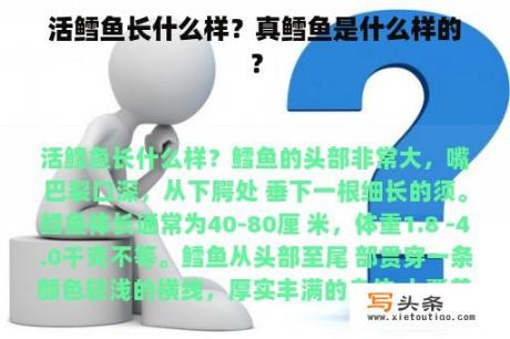 活鳕鱼长什么样？真鳕鱼是什么样的？