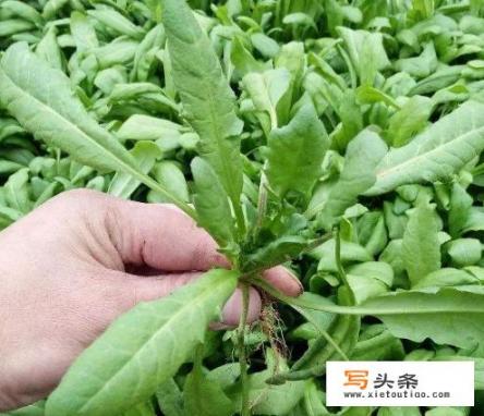 荠菜长什么样有图片吗？荠菜有几种？有荠菜的真实图片吗？