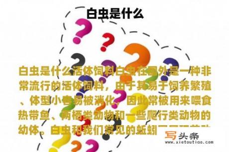 白虫是什么