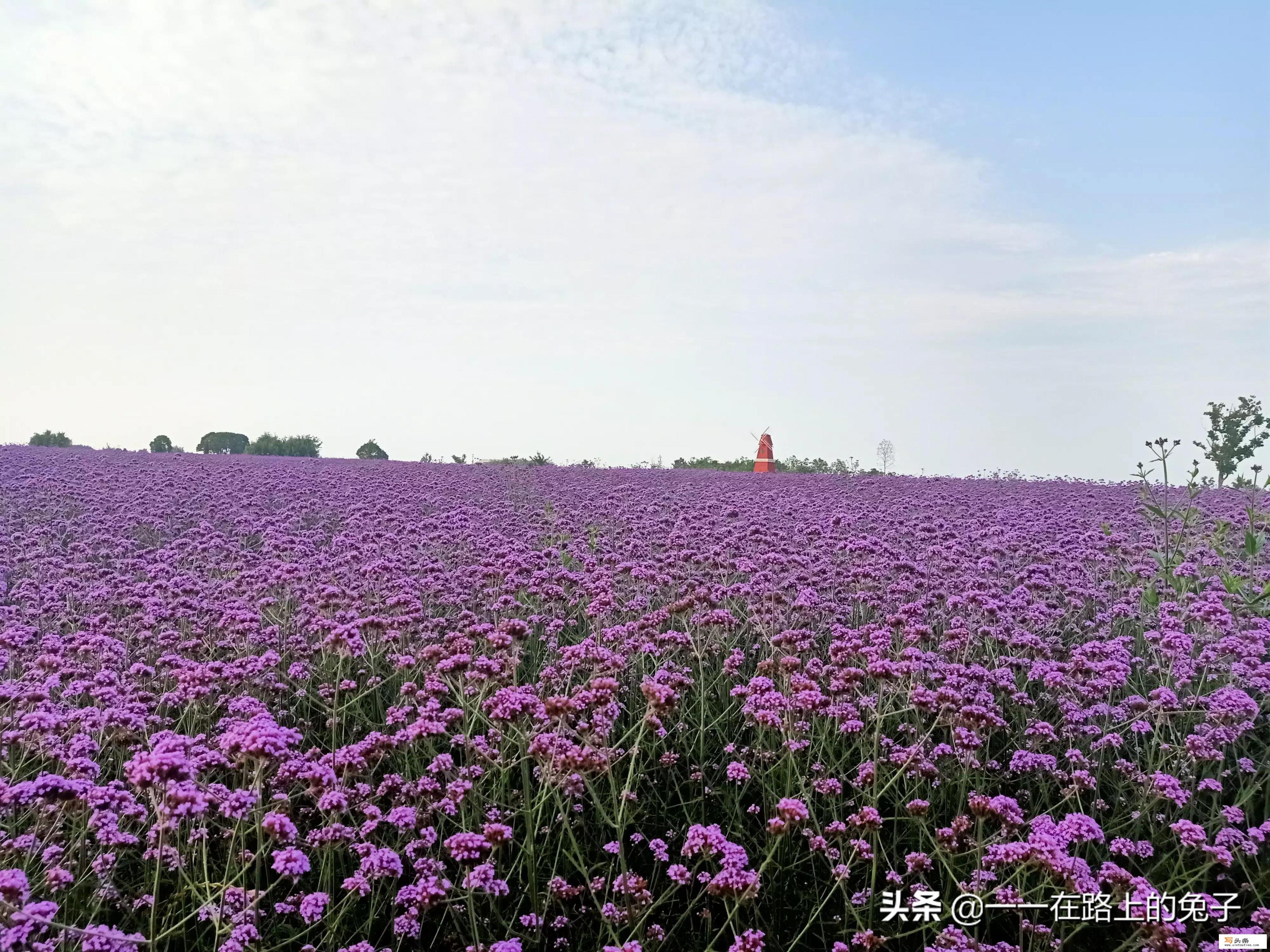 网上报名的旅行团怎么样，哪些旅行社网上报名值得推荐