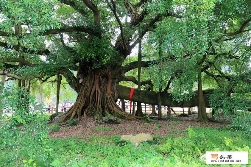 去桂林阳朔旅游怎么样