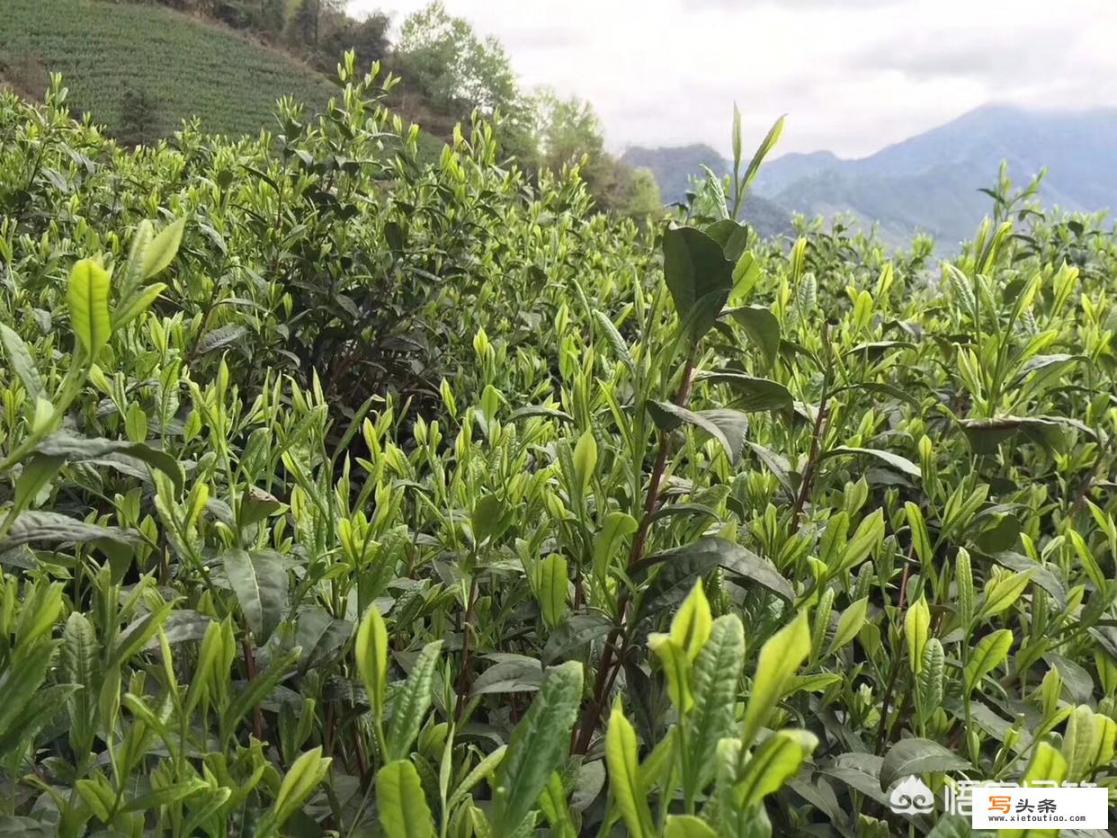 高级绿茶大概要多少钱