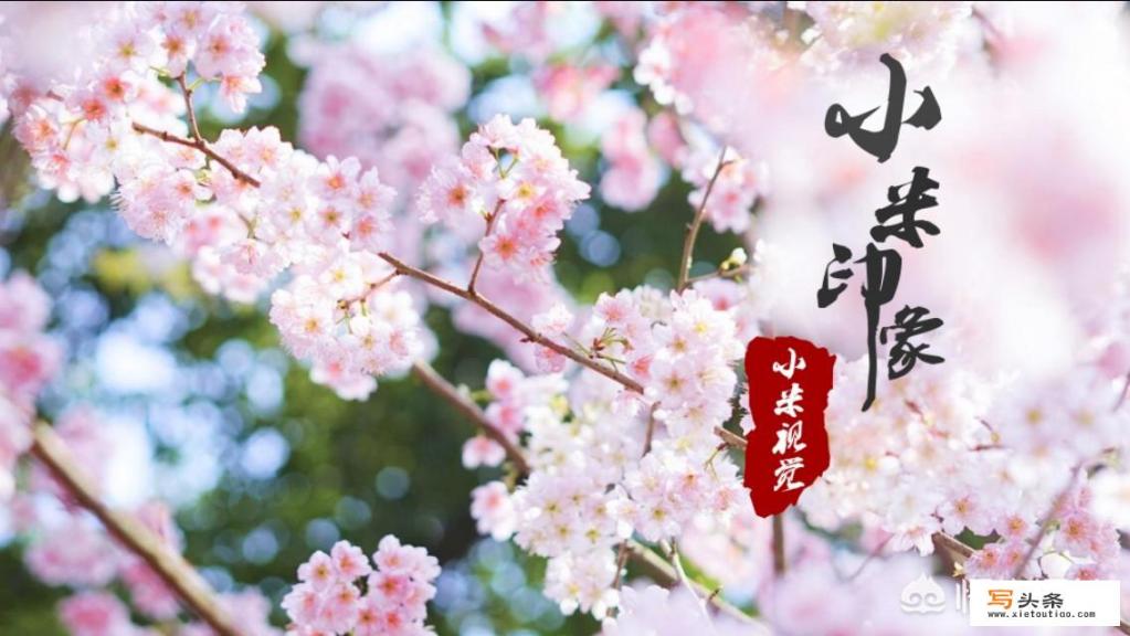 在照片上加艺术印章的软件