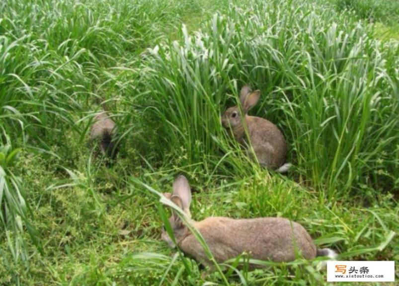 怎样炖兔子肉才能去掉土腥味