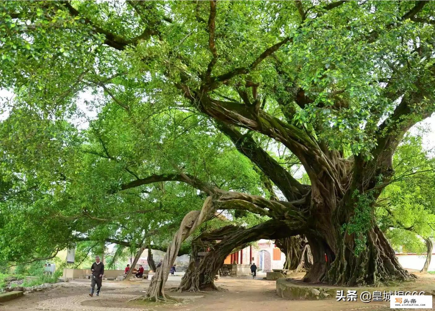 桂林有哪些不要钱的景区