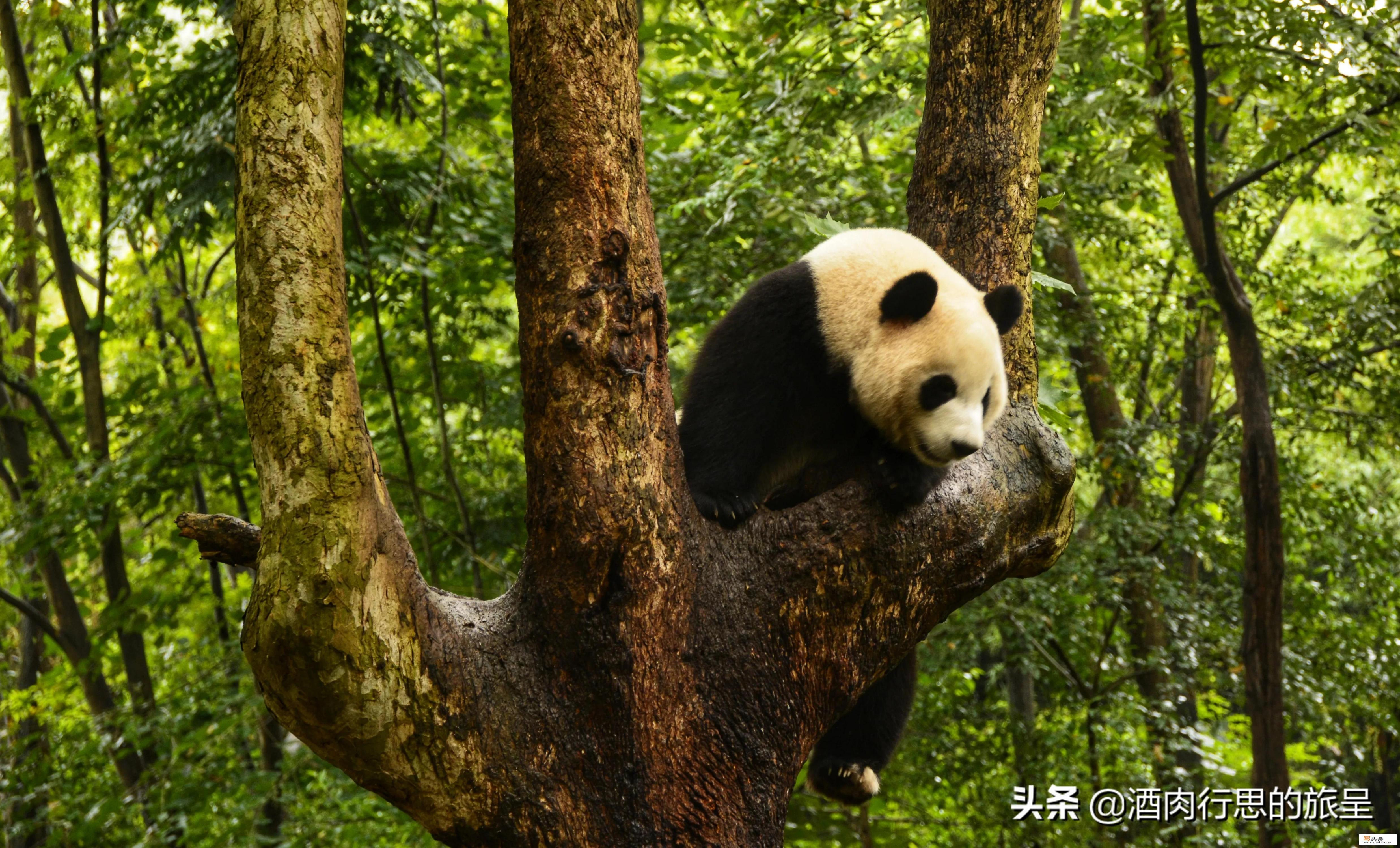 中国十大风景名胜古迹。你去过几个_你认为中国人必须去的十大旅游景点是什么地方