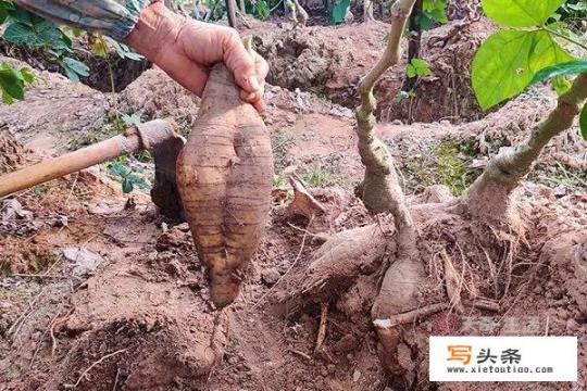 广东人煲汤用的一种材料叫“粉葛”，普通话叫啥？是什么植物_葛根粉的对人体的好处