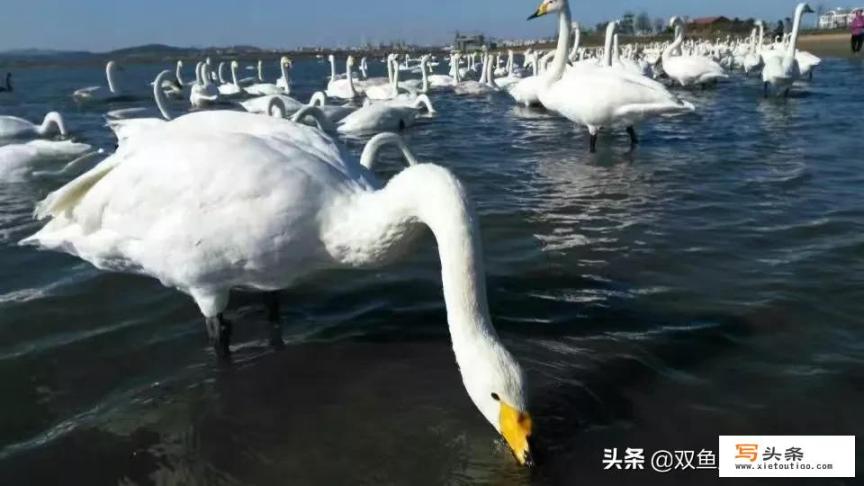 冬天适合去的地方旅游_各位网友，推荐几个适合冬天去的旅游景点