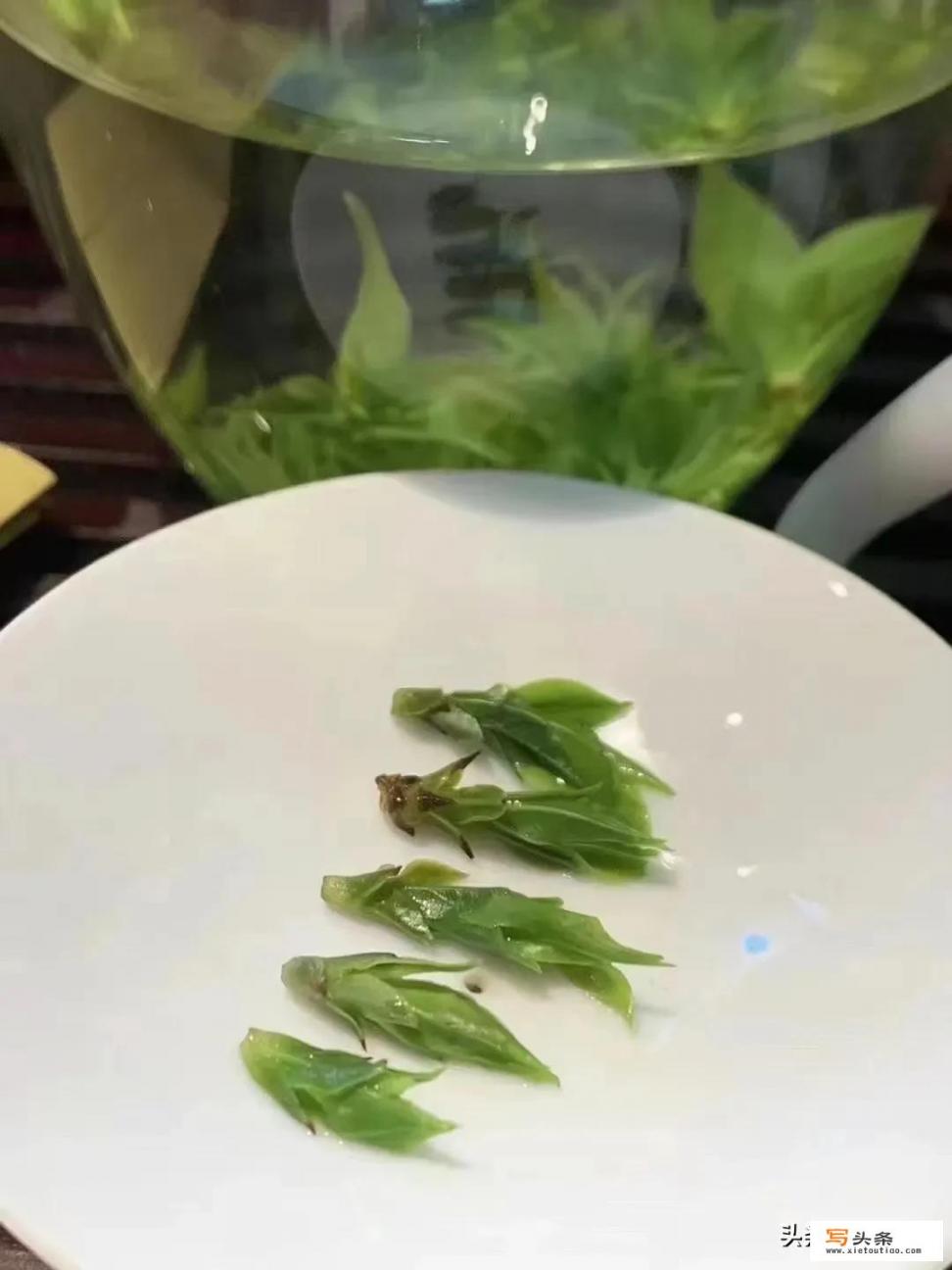 来月经可以喝苦丁茶_小叶苦丁茶的功效与作用有哪些