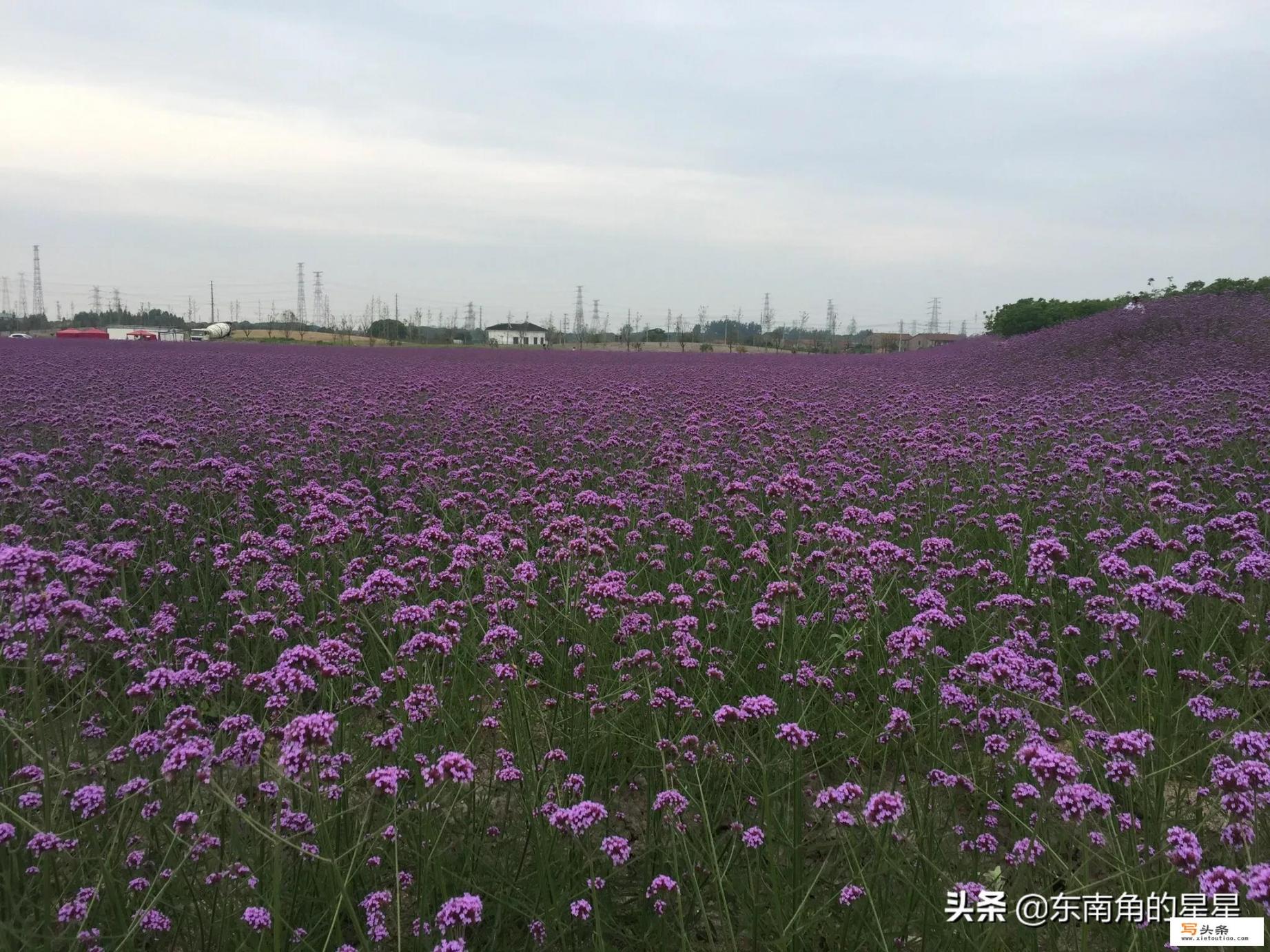 疫情期间，大概什么时候可以放开跨省旅游_大家好，我想知道每年几月份适合去西藏自驾游