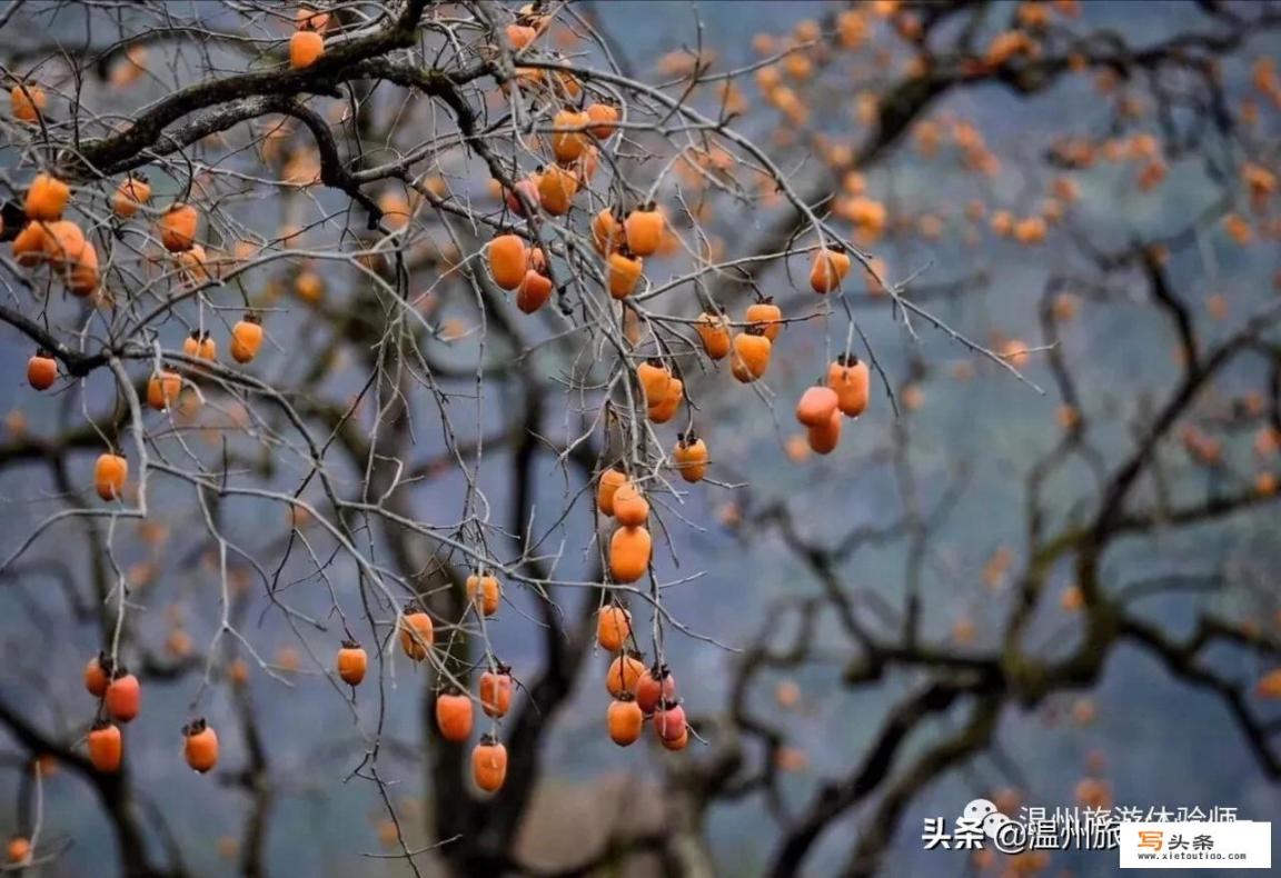 十一月适合去哪里旅游_11月份去哪里旅行好？有什么好推荐