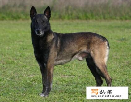 为什么大家都不太敢养马犬_狗狗不听话可以打吗？怎么样训练