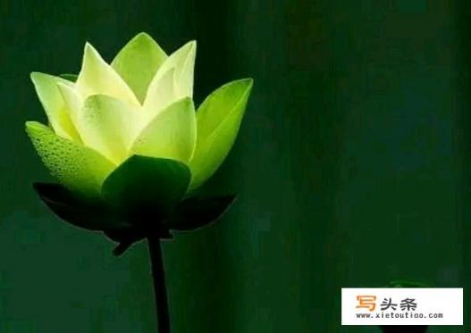 死人的眼睛里真的存留死之前的影像吗？法医尸检时候看死者双眼目的是什么_尸检死后电影在线观看