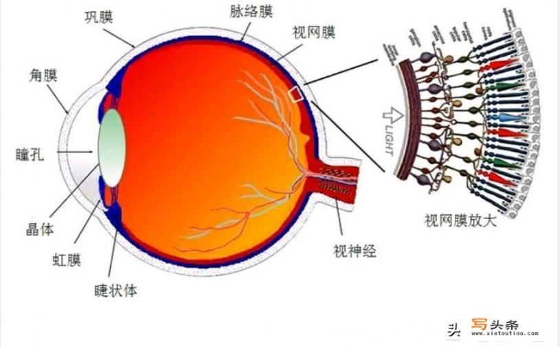死人的眼睛里真的存留死之前的影像吗？法医尸检时候看死者双眼目的是什么_尸检死后电影在线观看