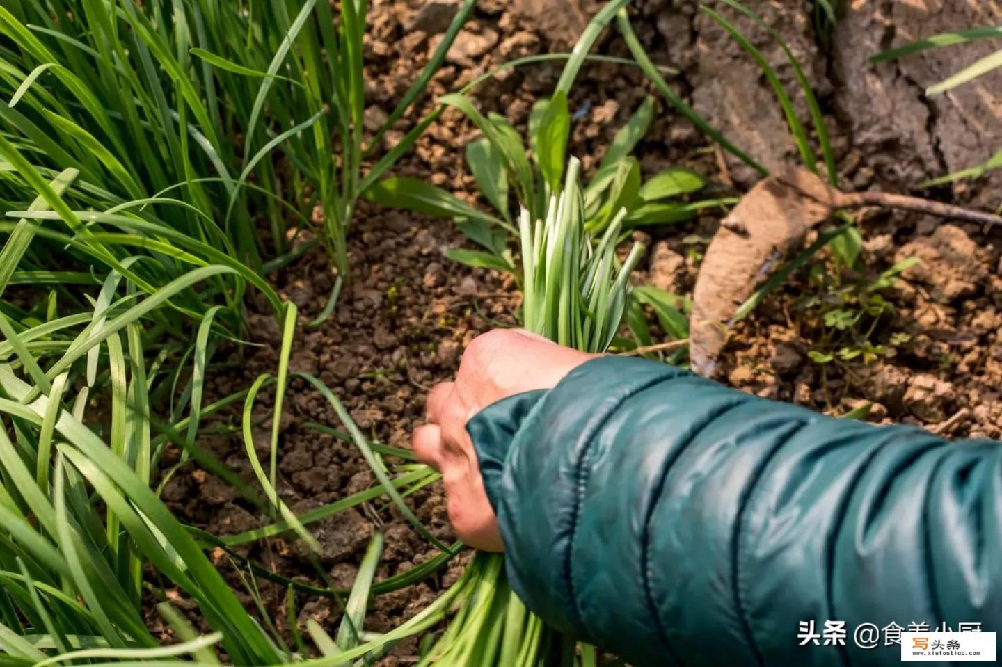 韭菜有什么功效？韭菜有哪些食用禁忌_菜市场里，藏着哪些不为人知的“秘密”