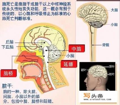 人停止呼吸，医学死亡，身体其他器官还有知觉吗？火化会很痛吗