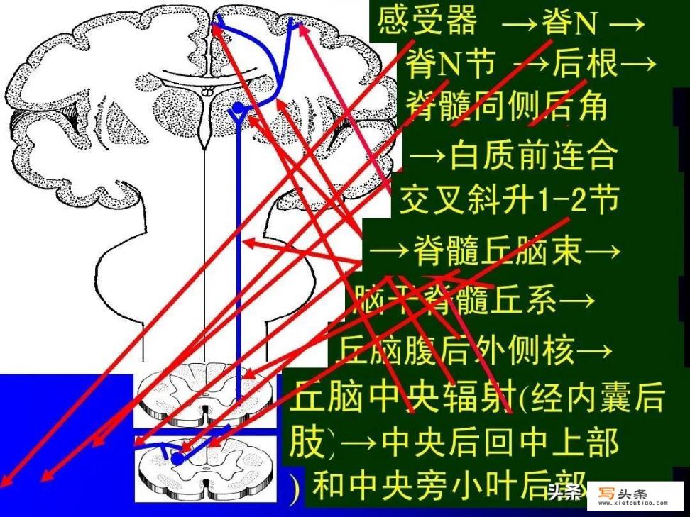 人停止呼吸，医学死亡，身体其他器官还有知觉吗？火化会很痛吗