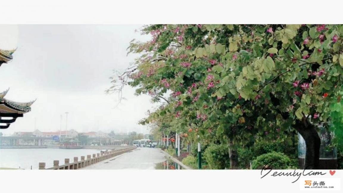 雨林亲亲先祖怎么升级
