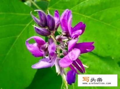 葛花有什么功效