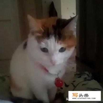 你什么时候被猫的智商震惊了