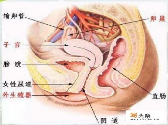 妇科彩超主要查什么