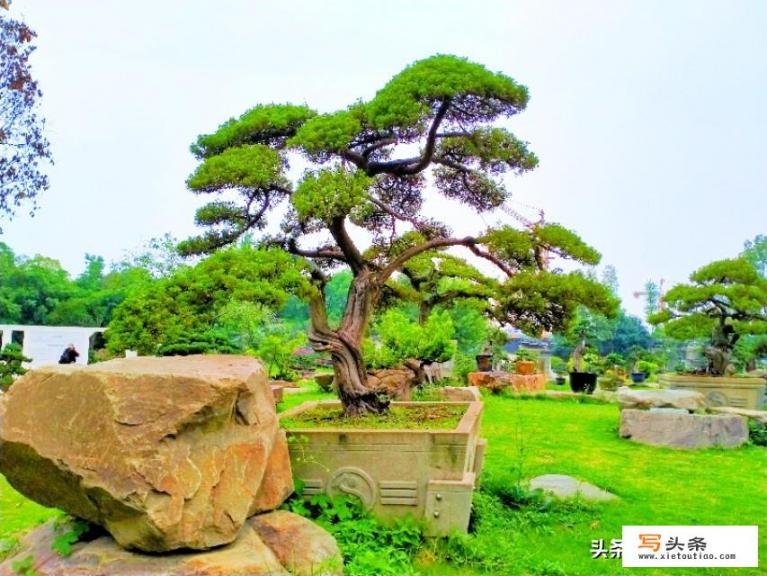 家里是山区，想回家发展做盆景，有前途吗