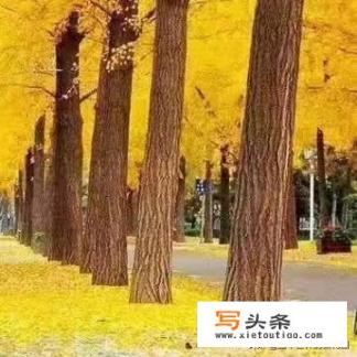 Why is Chongqing said to be only suitable for tourism, not work or life?