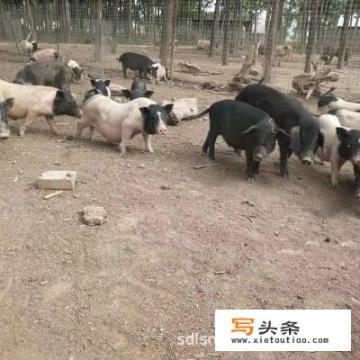 猪肉价格下跌了！要跌多久？会不会跌到白菜价？