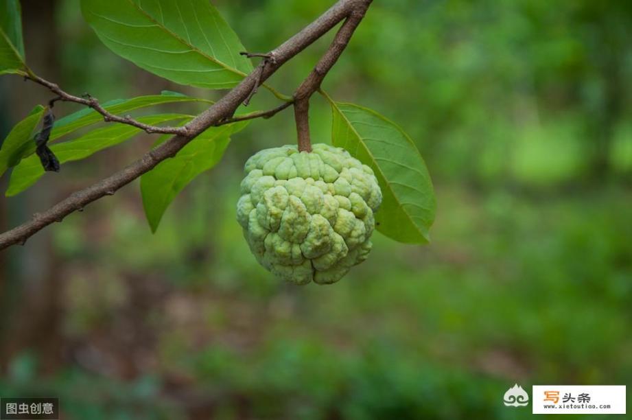 番荔枝和大目释迦果区别？