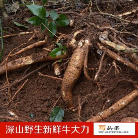 野生的牛大力和人工种植的在外表和食用效果上有什么区别？