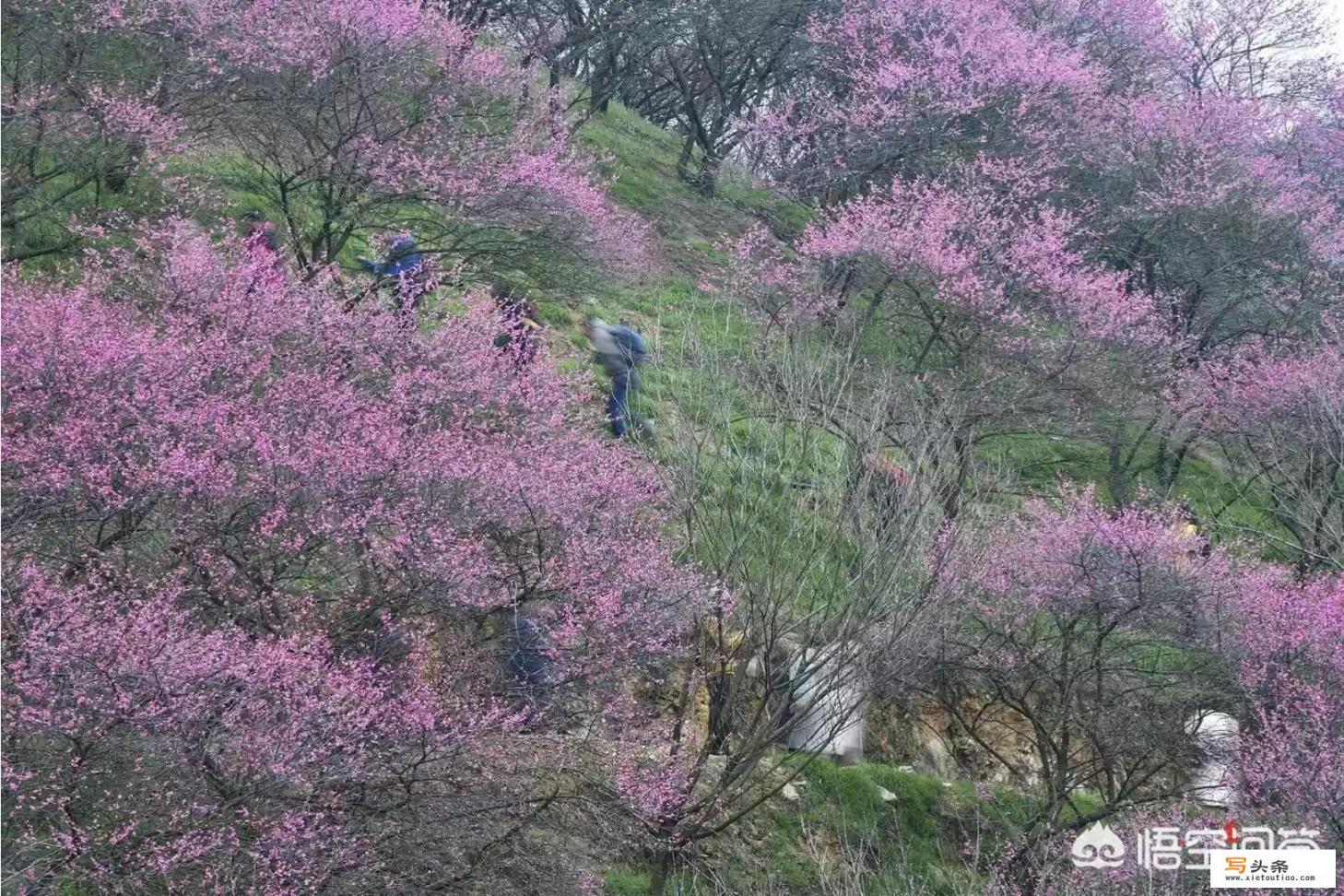 3月2号到3月3日去宁波，有哪些看花海的景点值得推荐，看花海好还是爬山好？