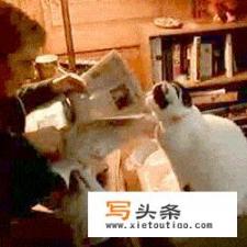 猫猫怎么在家做雾化？