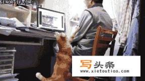 猫猫怎么在家做雾化？