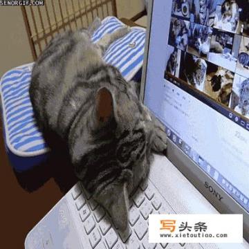 猫猫怎么在家做雾化？