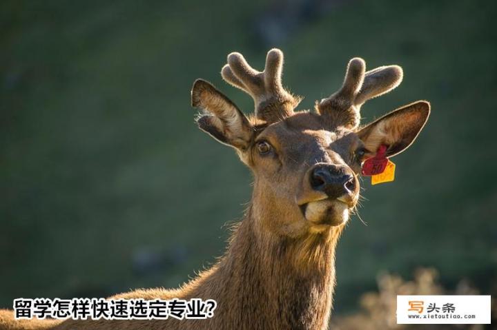 2019高考后留学新西兰，专业太多“很上火”，怎样快速选定专业？