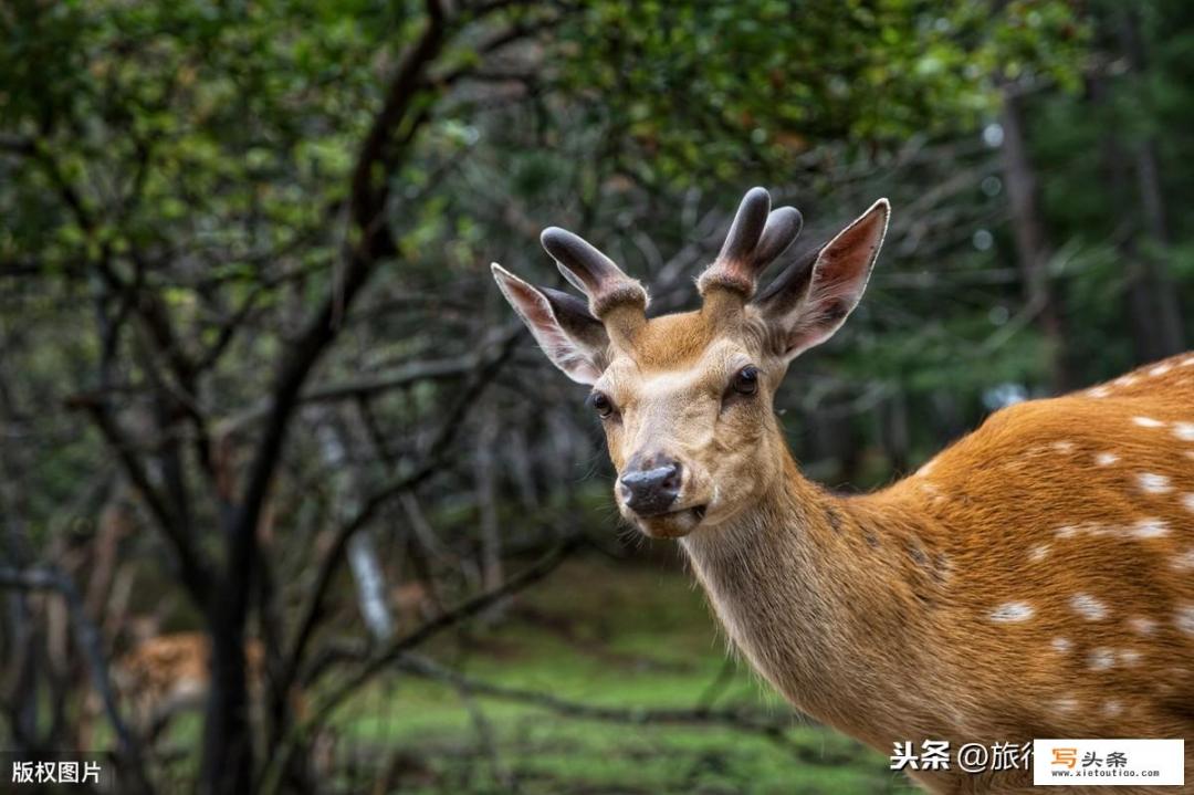 漠河到满洲里自驾攻略？