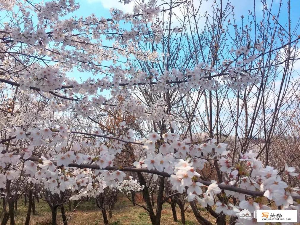 贵阳赏樱花应该去哪里？