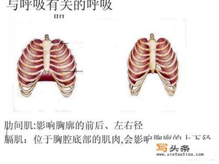 植物的光合作用-植物进行光合作用的同时是否也进行呼吸作用？