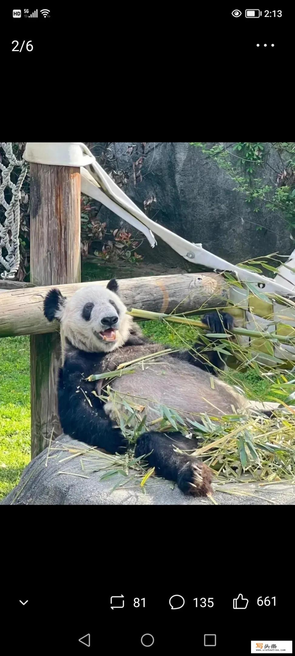 赵丽颖为熊猫丫丫发声了吗？