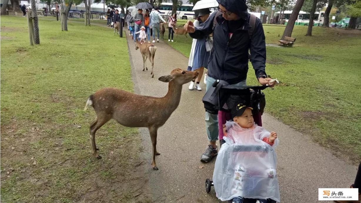 奈良公园需要门票吗？