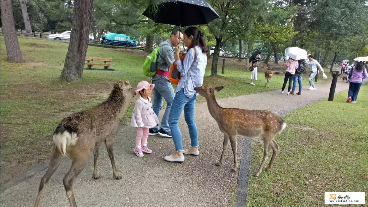 奈良公园需要门票吗？